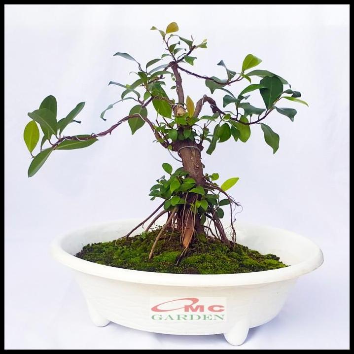 TERLARIS BERINGIN LOKAL LOCAL IPRIK KIMENG BIBIT BERAKAR BONSAI FICUS BR-3040 