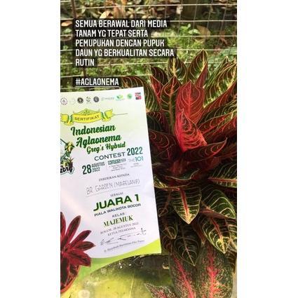 Promo Cod Br Poc (Pupuk Organik Cair) Kemasan 500Ml // Pupuk Cair Organik // Pupuk Tanaman Hias // P