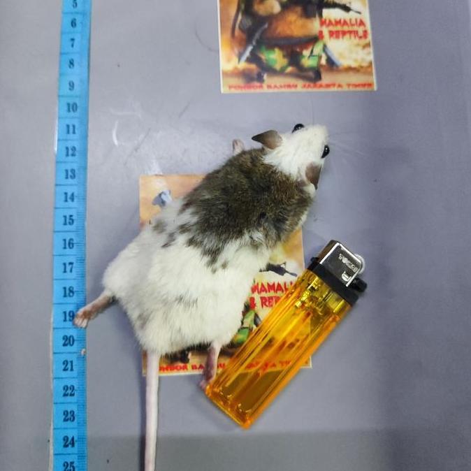 Tikus ASF African Soft Fur - Pakan Hewan Reptil Ball Phyton Medium/Sub-Adult 31-40Gr