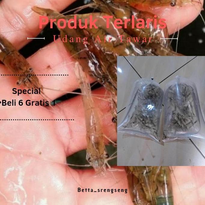 Udang Tawar Hidup,Umpan Pancing Pakan Ikan Predator