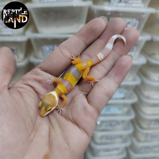 Leopard gecko sunglow shtct Tangerine enigma lemon frost Promo