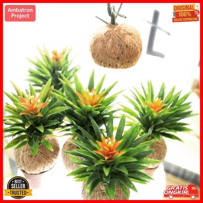 Sale Kokedama - Guzmania Red Star