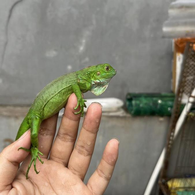 iguana baby green/red/blue/albino