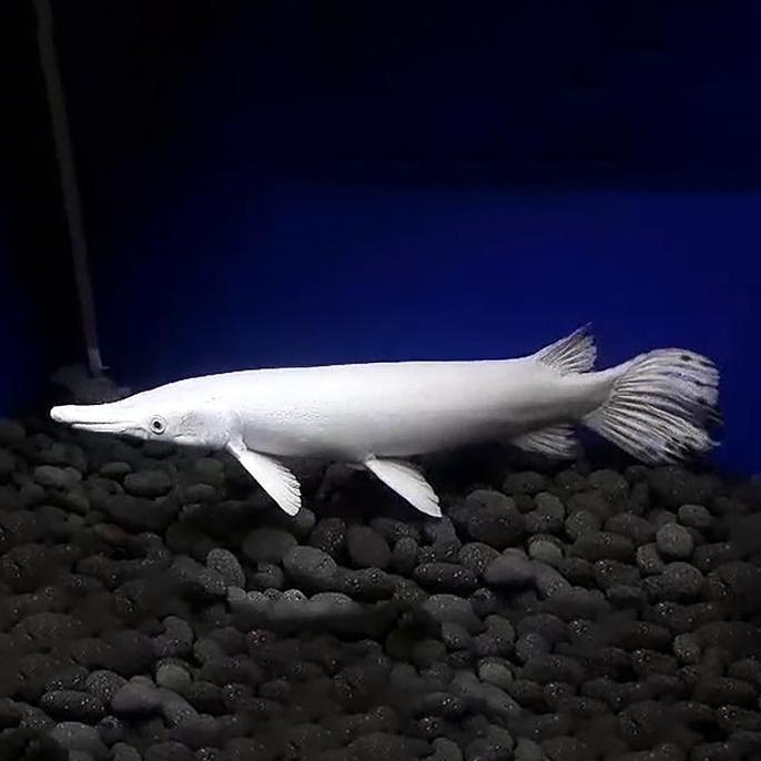 jazari.helmi - aligator semi snow white / ikan predator / ikan hias aquascape