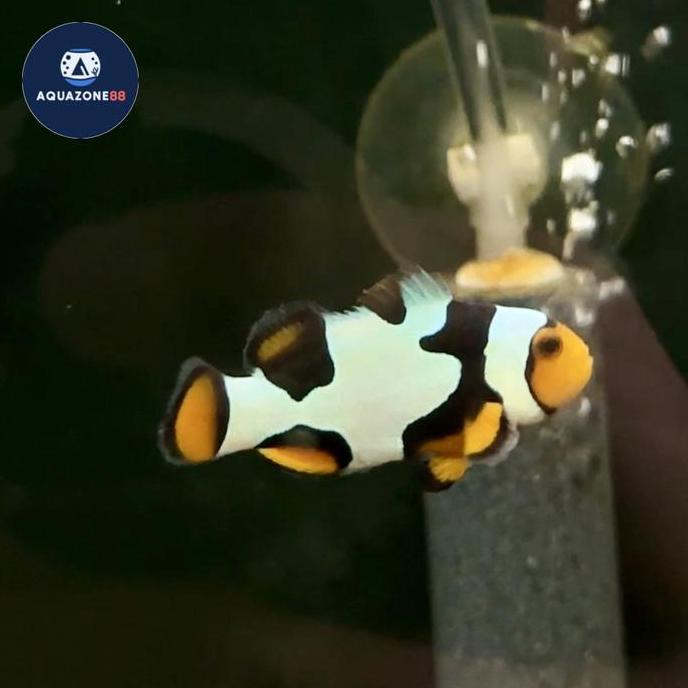 NEMO CLOWNFISH BLACK PICASSO ORIGINAL DAN TERPERCAYA
