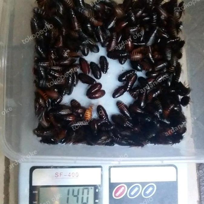 TERBARU Kecoa batu Kecoa Tanah Terkelak Menje Coro Ceremende BISA GOSEND