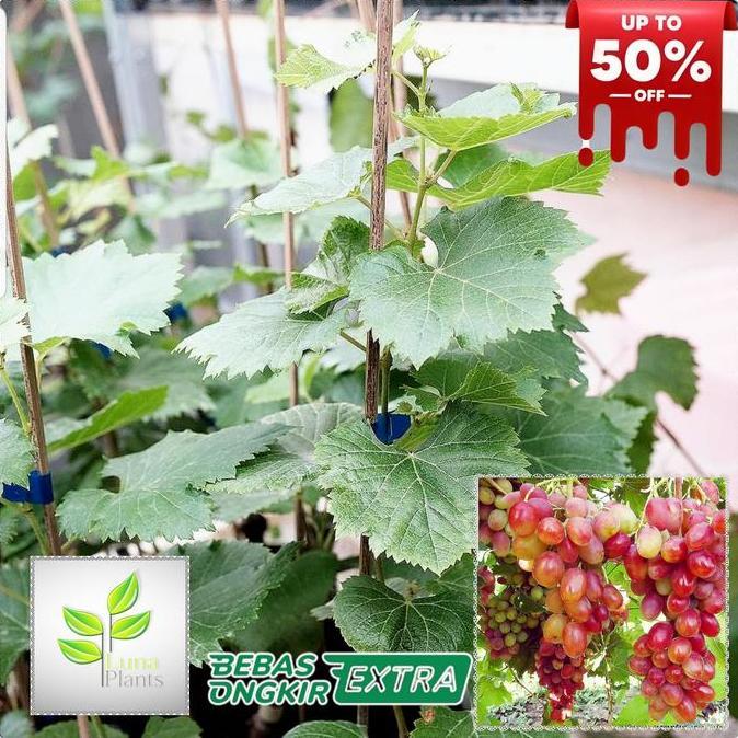 bibit buah anggur import - bibit anggur ninel