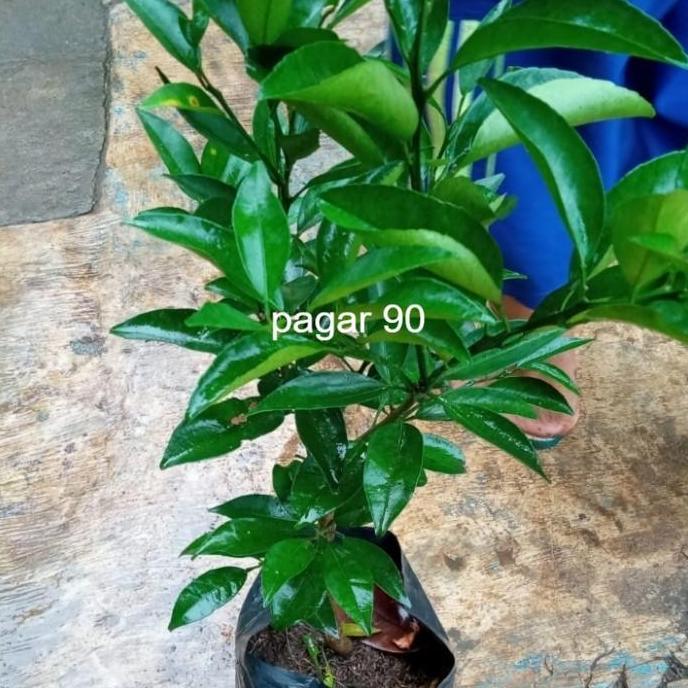 Bibit jeruk santang madu okulasi - tanaman buah jeruk santang madu