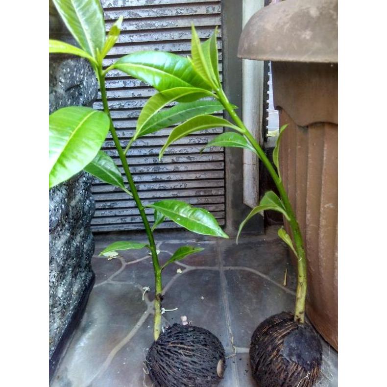 Bibit Pohon Bintaro/ Simpalak Pohon buah anti hama tikus