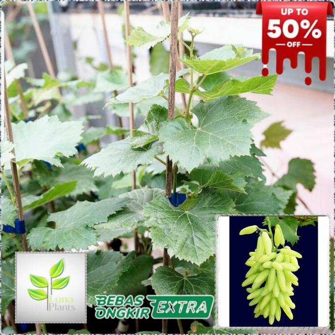 bibit buah anggur import - bibit anggur banana