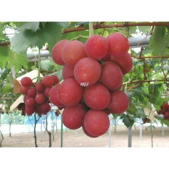 Bibit Tanaman Buah Anggur Merah Jumbo Tanpa Biji