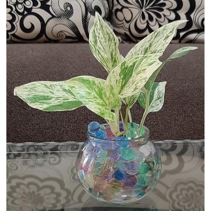 Thebest- Tanaman air pot kaca