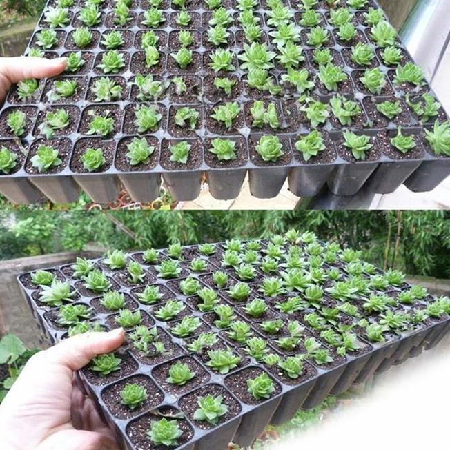 10Pcsnampan Semai Nampan Tanam Nampan Semai Lada Nampan Semai Nampan Semai Nampan Semai Nampan Semai