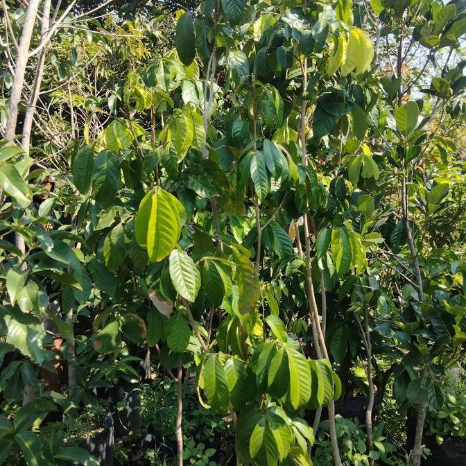 BIBIT BUAH DUKU LOKONG/DUKU TANPA BIJI TIINGGI 1,5 METER