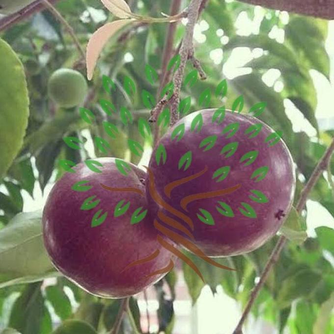 Bibit Tanaman Buah Plum ssie-Bibit Pohon Buah Plum si-Tanaman Plum