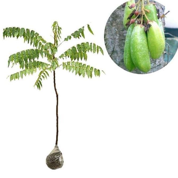 Bibit Buah Belimbing Wuluh
