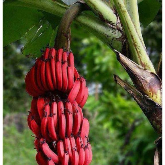 bibit tanaman buah pisang kidang pisang merah
