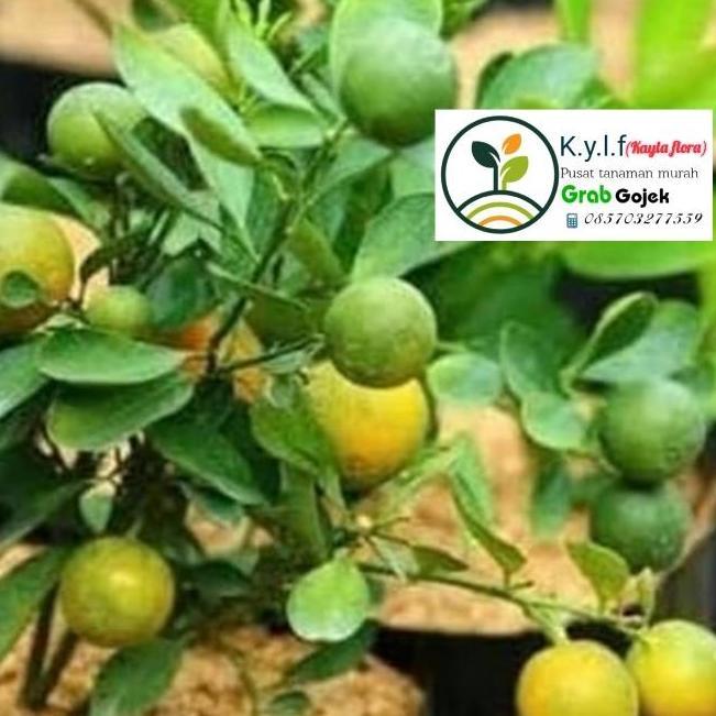 tanaman buah jeruk kitnan / jeruk kunci / jeruk sunkit / tanaman buah / bibit buah jeruk _