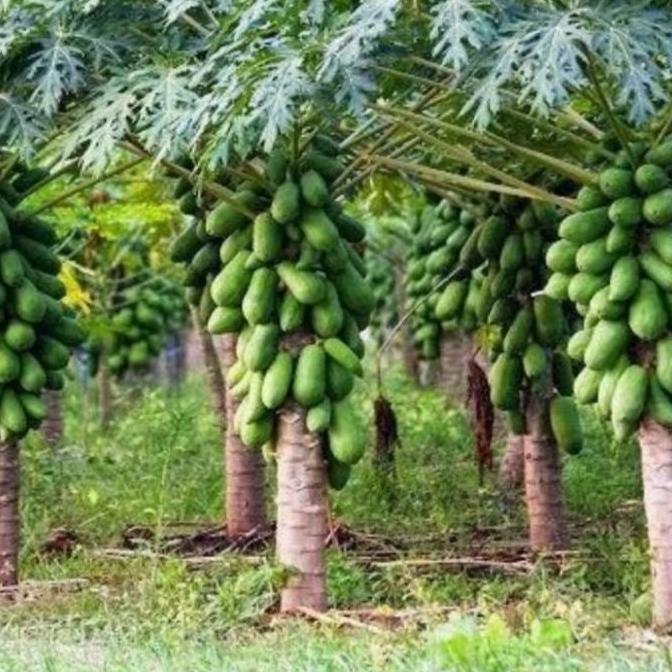 bibit pohon pepaya california ipb