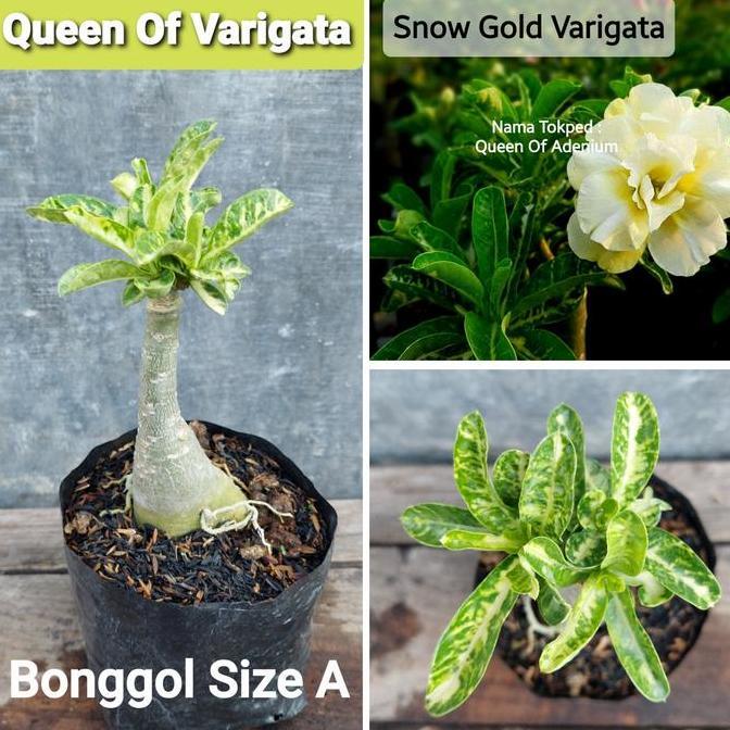 Tanaman Hias Bunga Adenium Tumpuk Kamboja Id SNOW GOLD VARIGATA Ukrn A
