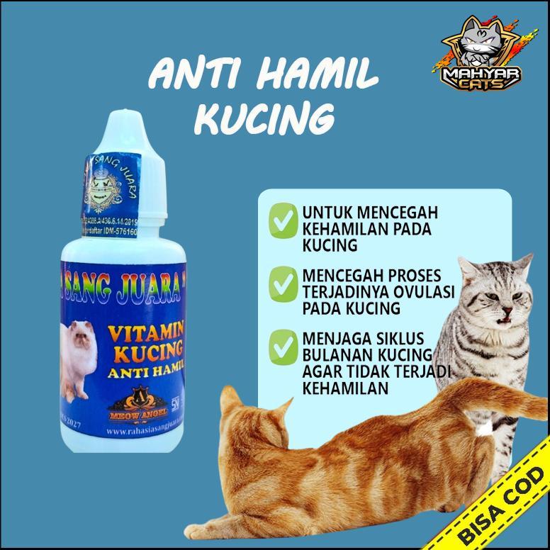 Obat Anti Hamil Kucing Mencegah Kehamilan Kucing dan Proses Ovulasi Pada Kucing Obat KB Kucing Pence
