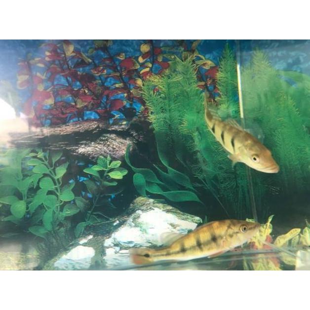 (Allthebest) Pbass monoculus Pbass Mono