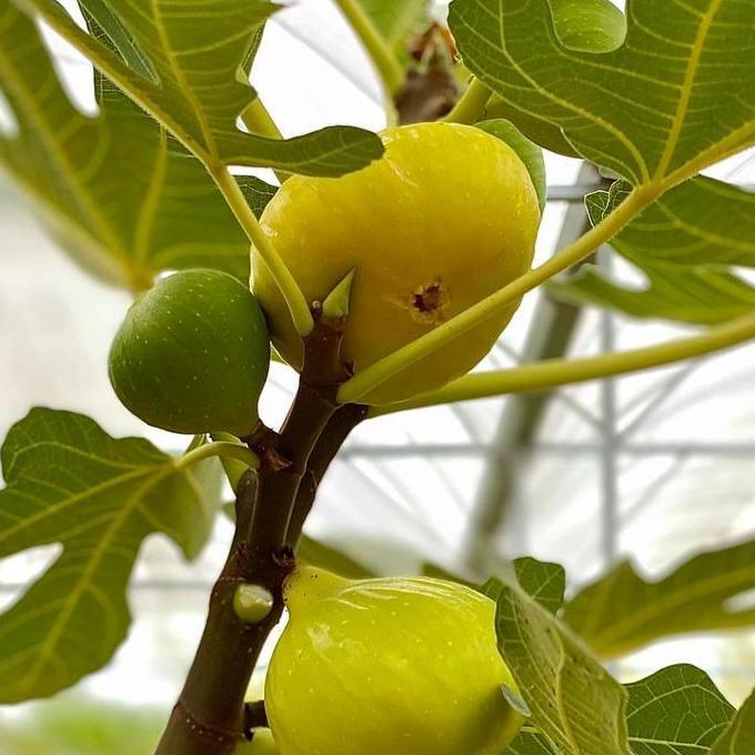 bibit buah tin cangkok Yellow Giant Khasi