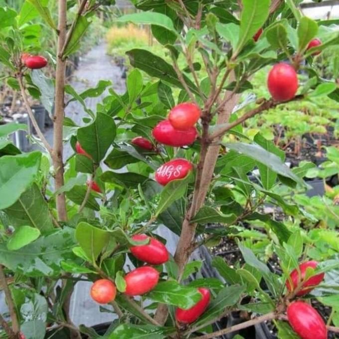 Bibit Tanaman Miracle Fruit || Bibit Buah Miracle