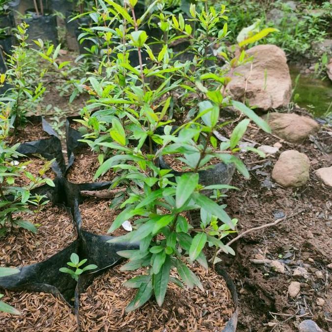 bibit pohon buah delima merah jumbo super