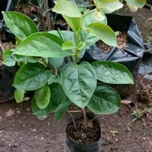 fresh Bibit Tanaman Buah Kesemek Persimon Import