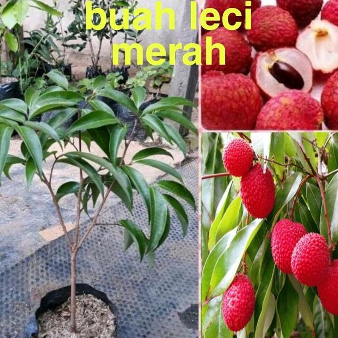 bibit buah leci merah bibit leci merah bibit tanaman leci merah