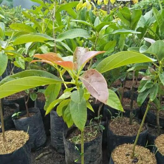bibit buah alpukat kelud/subang super jumbo