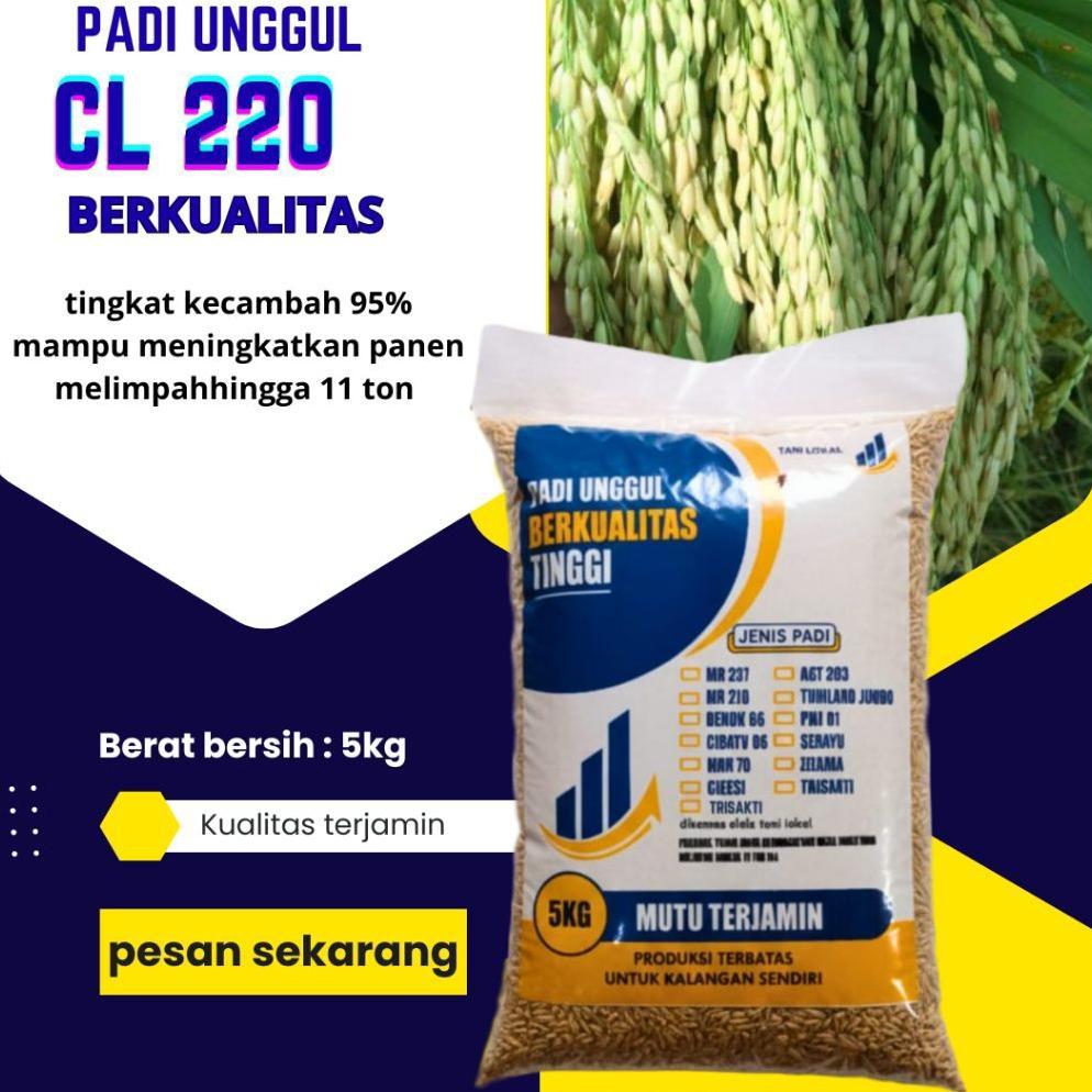 Bisa Cod Benih Padi Unggul Cl 220 Bibit Padi Cl 220 Original 5Kg >>