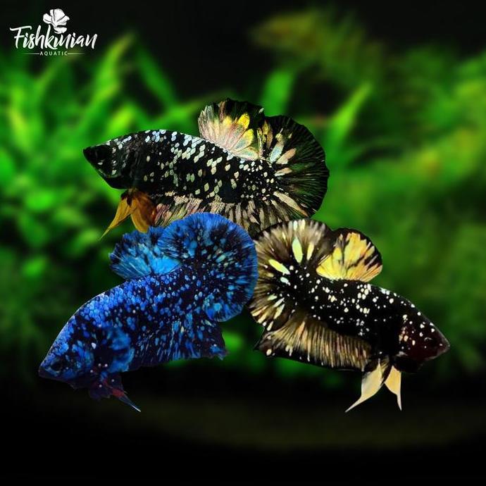 Ikan Hias Cupang Plakat  AVATAR (bahanan)