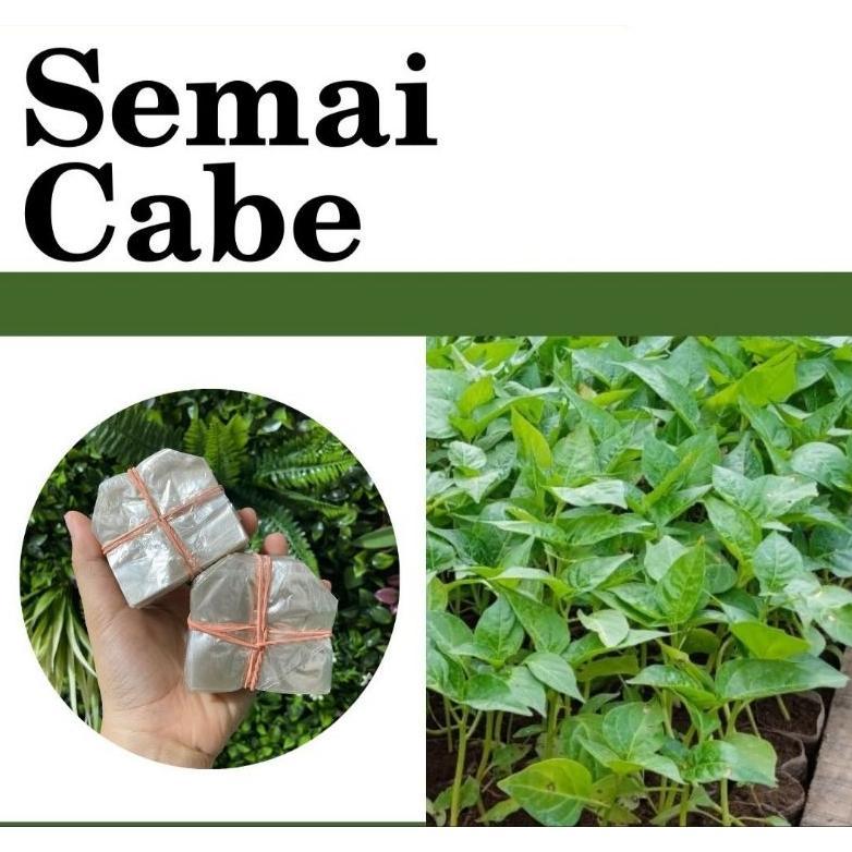 Bisa Cod Plastik Polybag / Polibeg Semai Cabai / Cabe Dan Sayur Isi 1000 Lembar Media ...