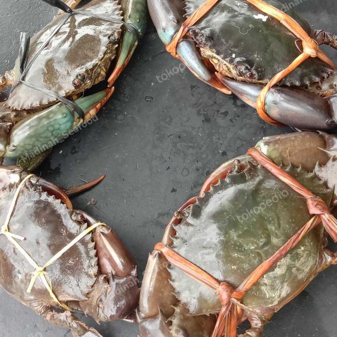 Lapakkita- Kepiting Bakau Hidup