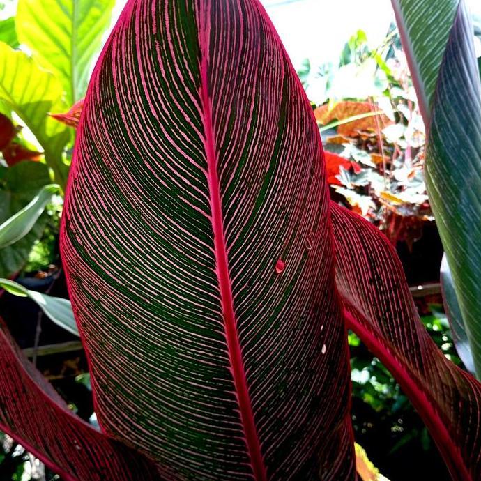 PROMO Tanaman Hias Pisang Bugis Merah/Elegan Dan Exotis