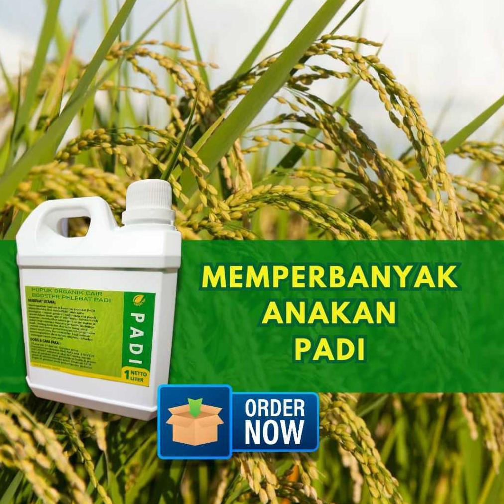 Bisa Cod Pupuk Padi Pupuk Cair Pelebat Padi Pupuk Organik Padi Pupuk Memperbanyak Anakkan Padi Kemas