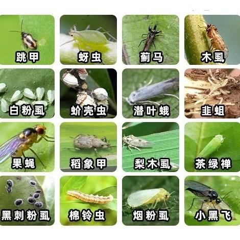 Bisa Cod Insektisida Wereng Kutu Kebul Kutu Daun Thrips Ulat Acetamiprid Dan Pimetrozin 80% Import 5