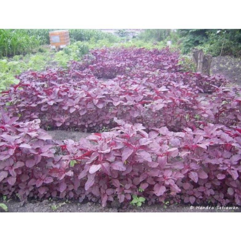 Benih Bayam Merah  lokal kemasan 500Gr.