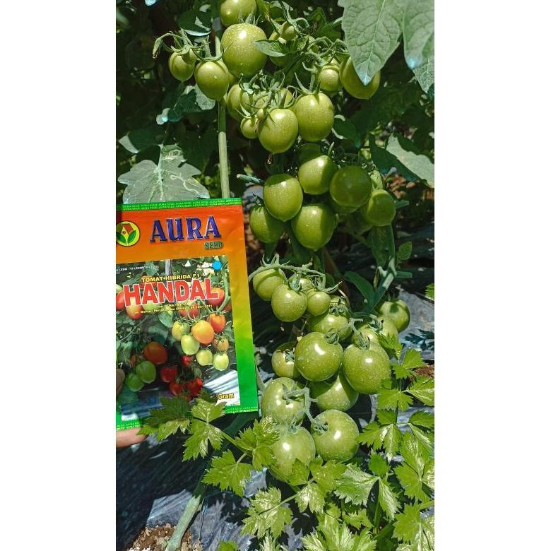 Benih Bibit Tomat Jumbo Handal F1 (Produksi Tinggi, Buah Lebat dan Disukai Pasar) Isi 5 gram (1750 b