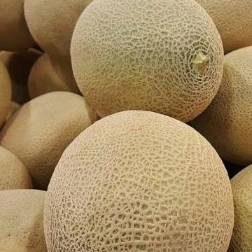 Frutexz- Buah Melon Madu - Buah Segar