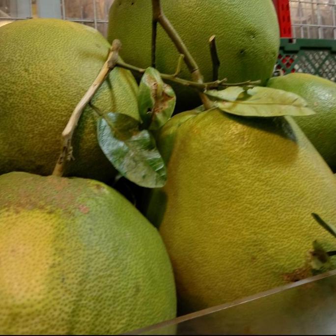 Frutexz- Buah Jeruk Bali Pomelo Madu Manis Aceh Madiun Maluku