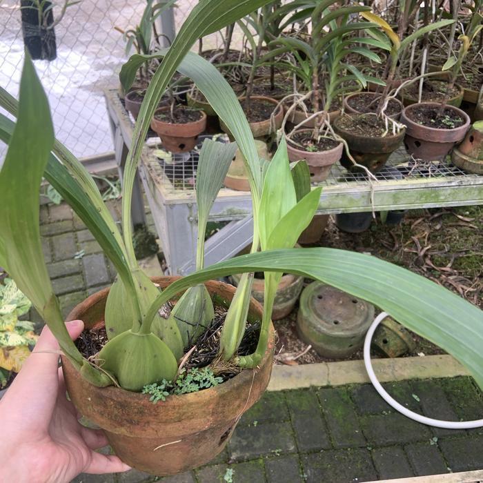 (Termurah) Coeligyne Pandurata Anggrek Hitam Papua Dewasa Medium Bestseller