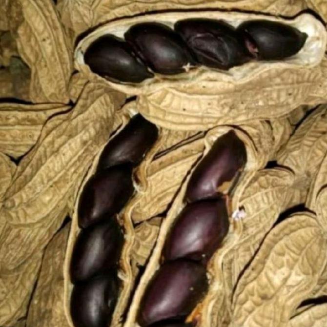 Kacang Tore/sangrai Je-Je Kanonang Manado. kacang batik dan ungu/hitam
