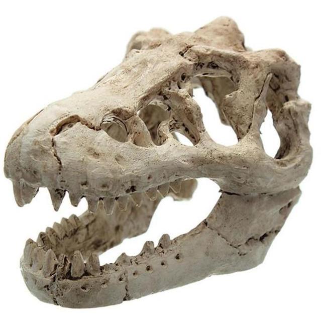 Dinosaurus Tengkorak Hiasan Akuarium Fosil Dekorasi Ornamen Aquarium