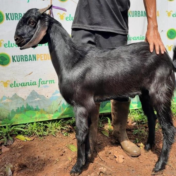Terlaris Kambing / Domba Kurban Pedia Qurban Murah - Tipe Standard