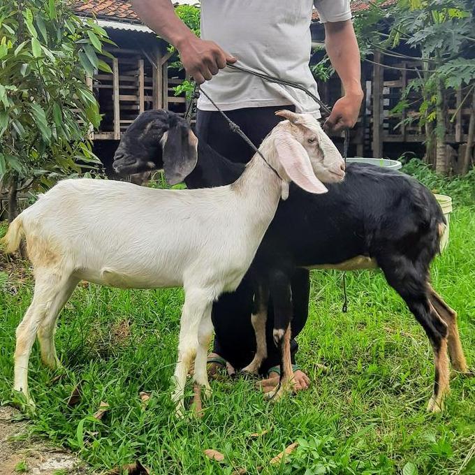 Terlaris 3 Ekor Kambing Atau Domba  Jantan Dan Betina/ Kambing Dan Domba Hidup