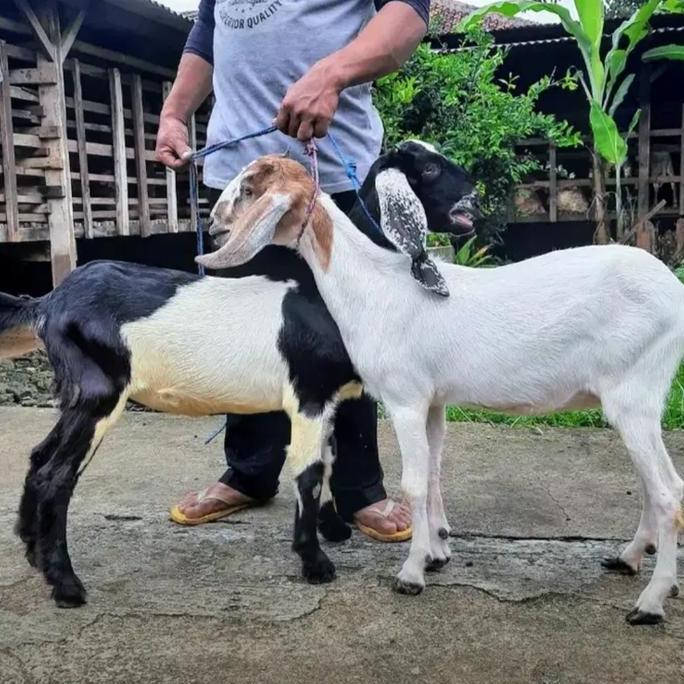 Terlaris 2 Ekor Kambing Dan Atau Domba Super / Kambing Aqiqah / Kambing Murah