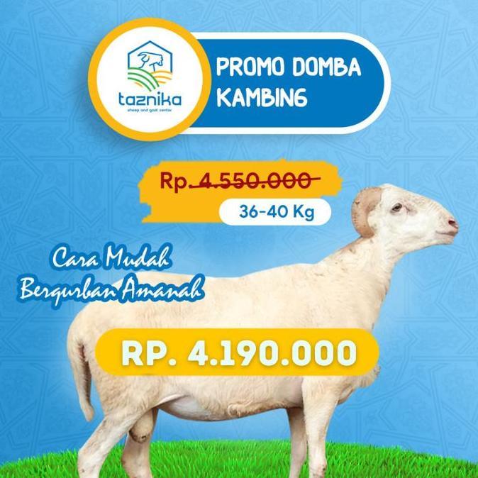 Terlaris Hewan Qurban Domba/Kambing Jantan 36-40Kg